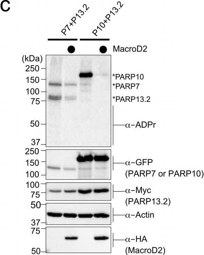 Mouse IgG (H+L) Secondary Antibody in Western Blot (WB)