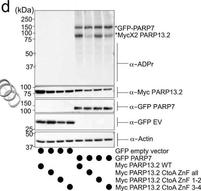 Mouse IgG (H+L) Secondary Antibody in Western Blot (WB)