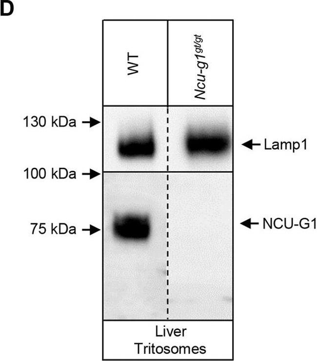 Rabbit IgG (H+L) Secondary Antibody in Western Blot (WB)