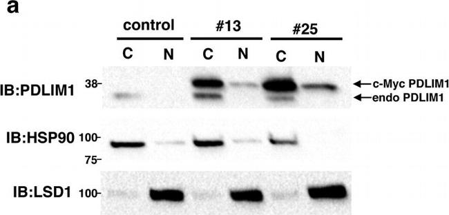 Rabbit IgG (H+L) Secondary Antibody in Western Blot (WB)