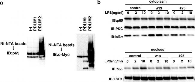 Rabbit IgG (H+L) Secondary Antibody in Western Blot (WB)