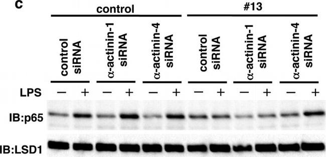 Rabbit IgG (H+L) Secondary Antibody in Western Blot (WB)