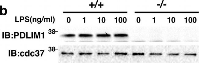 Rabbit IgG (H+L) Secondary Antibody in Western Blot (WB)