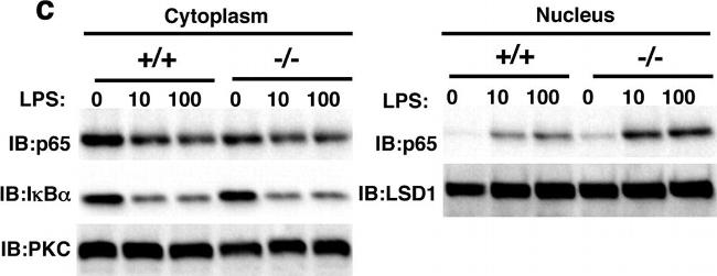 Rabbit IgG (H+L) Secondary Antibody in Western Blot (WB)