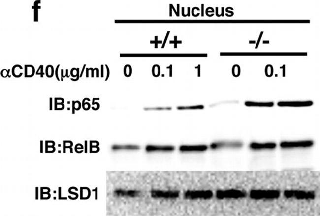 Rabbit IgG (H+L) Secondary Antibody in Western Blot (WB)