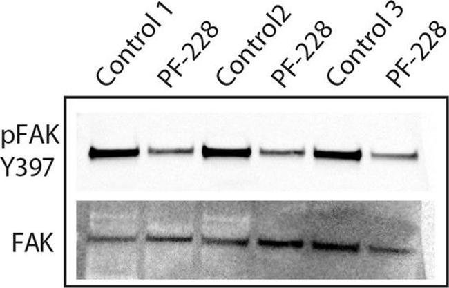 Mouse IgG (H+L) Secondary Antibody in Western Blot (WB)