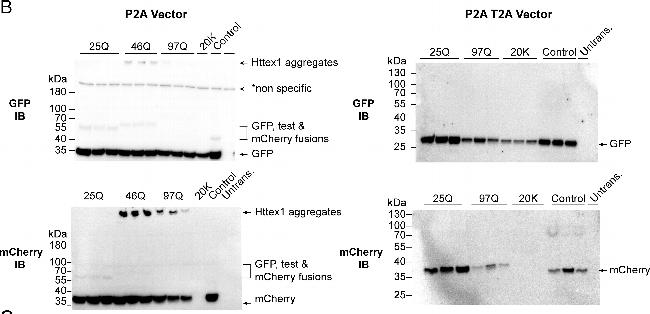 Rabbit IgG (H+L) Secondary Antibody in Western Blot (WB)