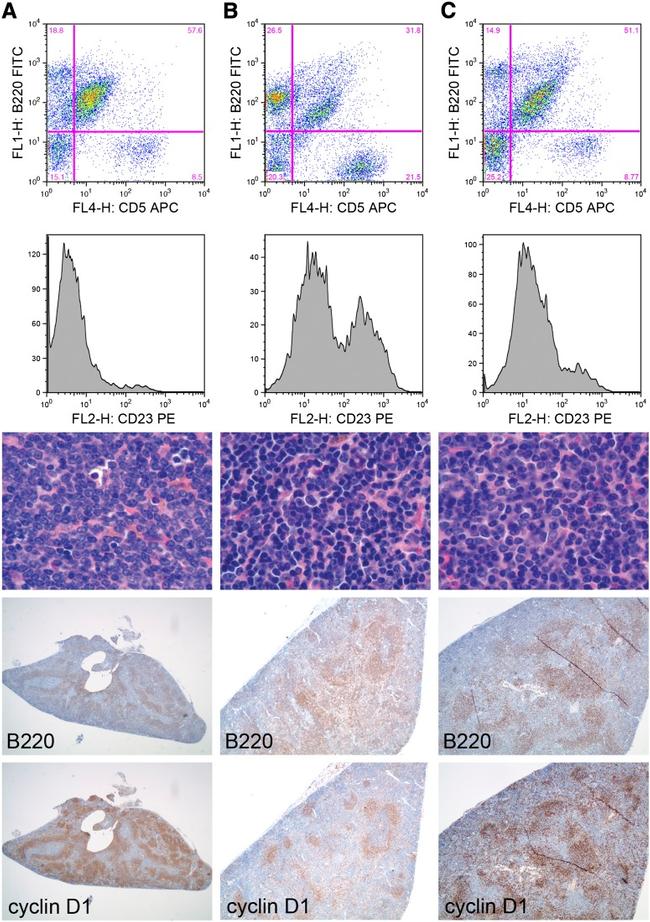 CD23 Antibody in Flow Cytometry (Flow)