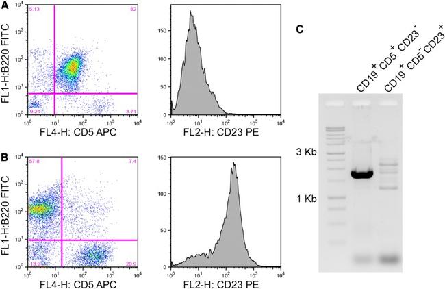 CD23 Antibody in Flow Cytometry (Flow)