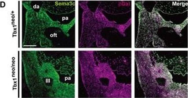 Rat IgG (H+L) Cross-Adsorbed Secondary Antibody in Immunohistochemistry, Immunohistochemistry (Frozen) (IHC, IHC (F))