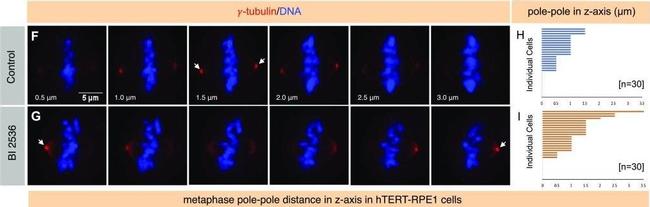 Mouse IgG (H+L) Cross-Adsorbed Secondary Antibody in Immunocytochemistry (ICC/IF)