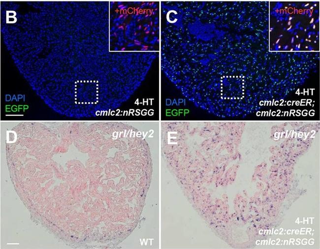 Rat IgG (H+L) Cross-Adsorbed Secondary Antibody in Immunohistochemistry (Frozen) (IHC (F))