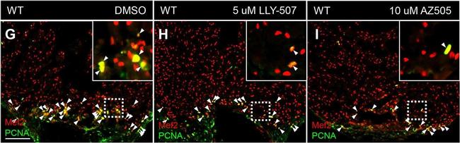 Rabbit IgG (H+L) Cross-Adsorbed Secondary Antibody in Immunohistochemistry (Frozen) (IHC (F))