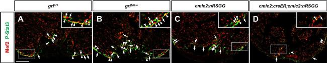 Rabbit IgG (H+L) Cross-Adsorbed Secondary Antibody in Immunohistochemistry (Frozen) (IHC (F))