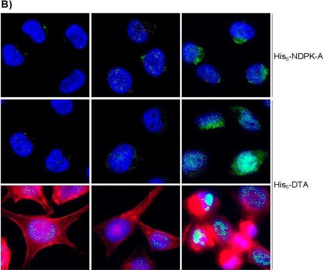 Mouse IgG (H+L) Cross-Adsorbed Secondary Antibody in Immunocytochemistry (ICC/IF)