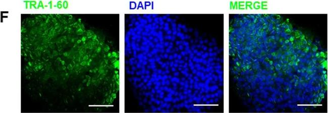 Mouse IgG (H+L) Cross-Adsorbed Secondary Antibody in Immunocytochemistry (ICC/IF)