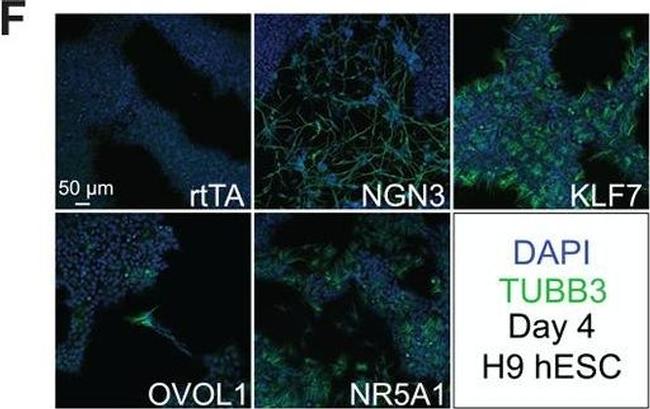 Mouse IgG (H+L) Cross-Adsorbed Secondary Antibody in Immunocytochemistry (ICC/IF)