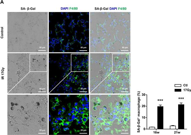 Rat IgG (H+L) Cross-Adsorbed Secondary Antibody in Immunohistochemistry (Frozen) (IHC (F))