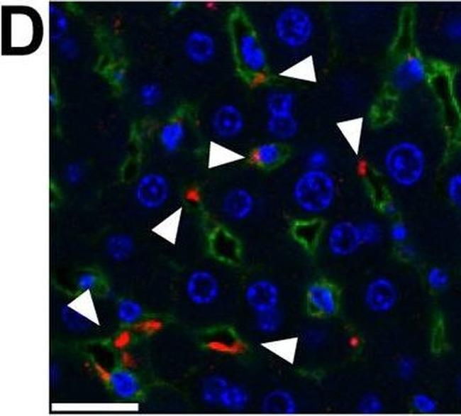 Rat IgG (H+L) Cross-Adsorbed Secondary Antibody in Immunohistochemistry (IHC)