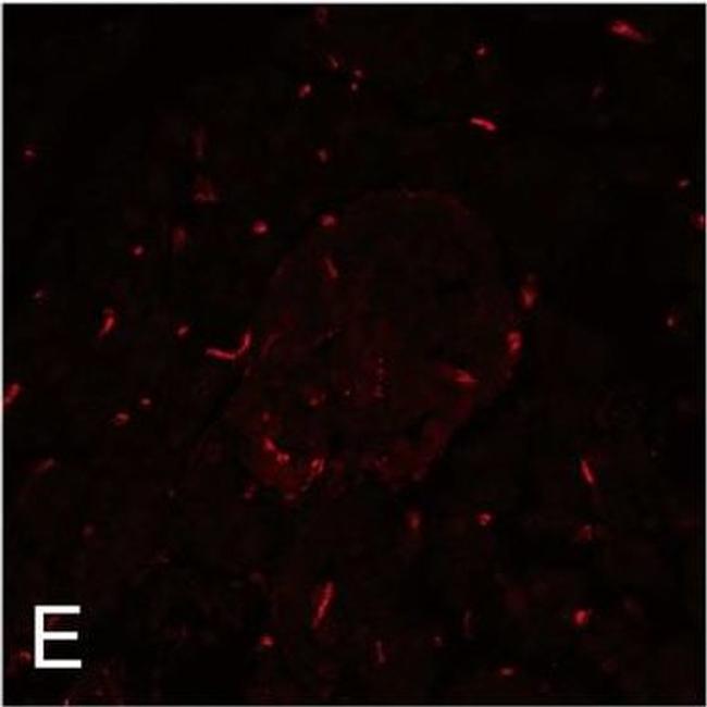 Rat IgG (H+L) Cross-Adsorbed Secondary Antibody in Immunohistochemistry (Frozen) (IHC (F))