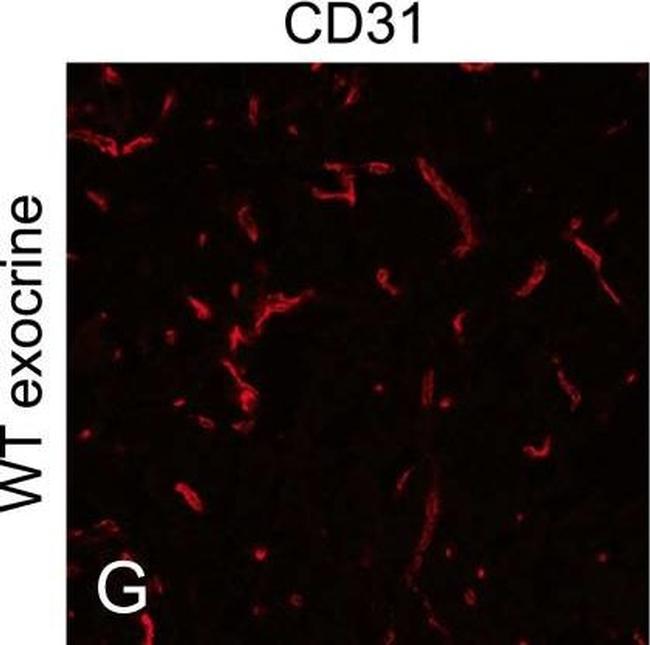 Rat IgG (H+L) Cross-Adsorbed Secondary Antibody in Immunohistochemistry (Frozen) (IHC (F))