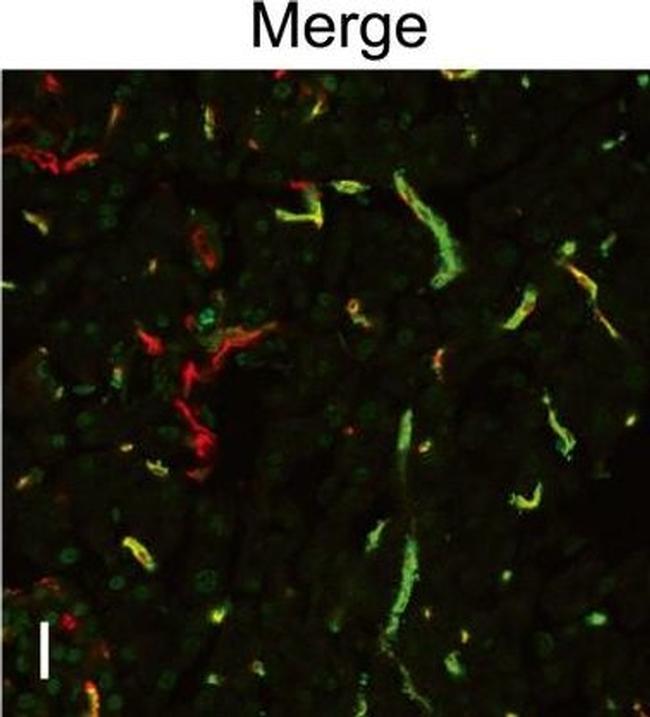 Rat IgG (H+L) Cross-Adsorbed Secondary Antibody in Immunohistochemistry (Frozen) (IHC (F))