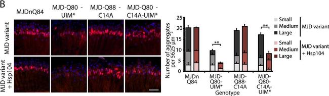 Mouse IgG (H+L) Highly Cross-Adsorbed Secondary Antibody in Immunohistochemistry (Frozen) (IHC (F))