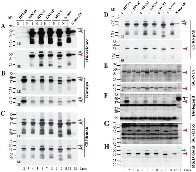 Nanog Antibody in Western Blot (WB)