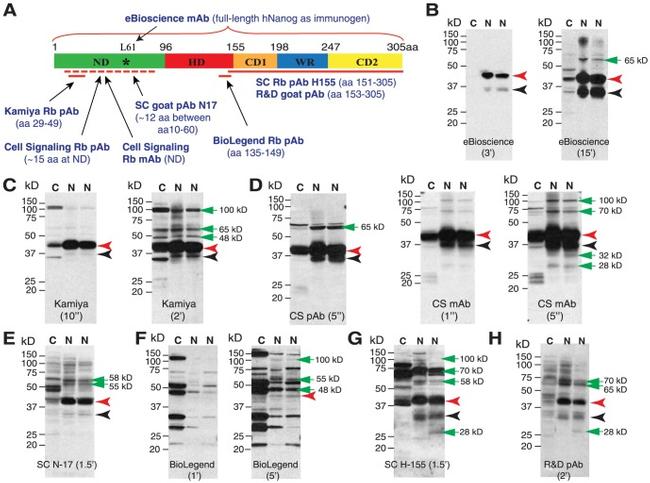 Nanog Antibody in Western Blot (WB)