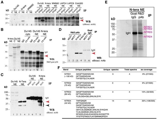 Nanog Antibody in Western Blot (WB)