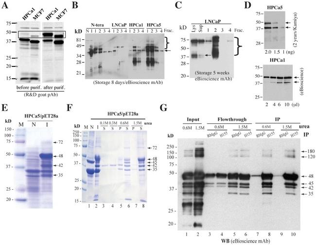 Nanog Antibody in Western Blot (WB)