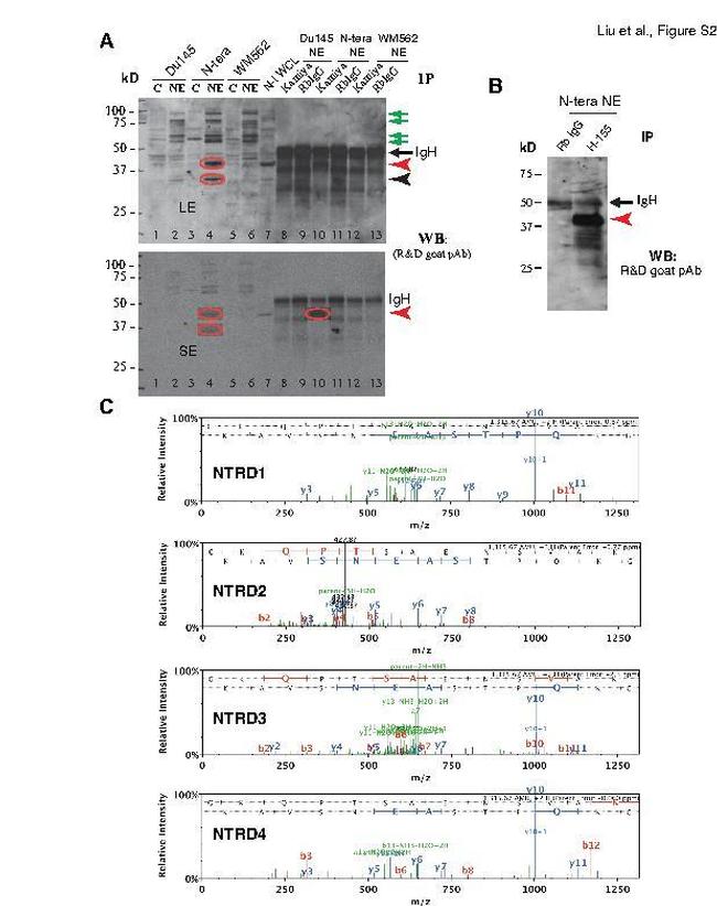 Nanog Antibody in Western Blot (WB)