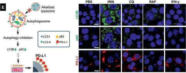 Rabbit IgG (H+L) Cross-Adsorbed Secondary Antibody in Immunocytochemistry (ICC/IF)