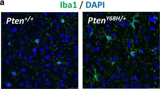 Rabbit IgG (H+L) Cross-Adsorbed Secondary Antibody in Immunocytochemistry (ICC/IF)