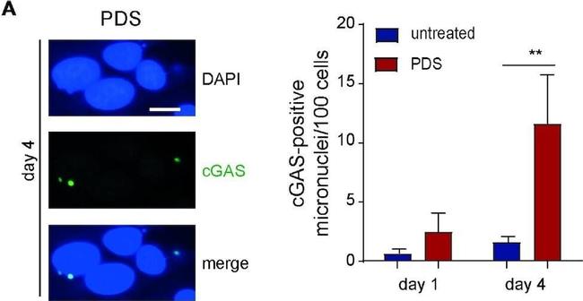 Rabbit IgG (H+L) Cross-Adsorbed Secondary Antibody in Immunocytochemistry (ICC/IF)