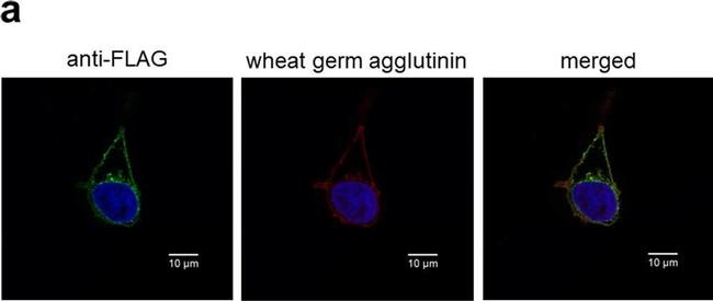 Rabbit IgG (H+L) Cross-Adsorbed Secondary Antibody in Immunocytochemistry (ICC/IF)