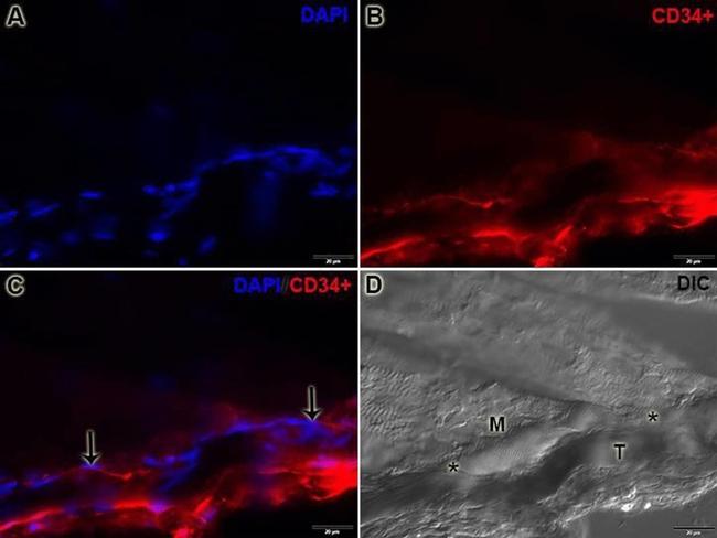 Rabbit IgG (H+L) Cross-Adsorbed Secondary Antibody in Immunohistochemistry (Frozen) (IHC (F))