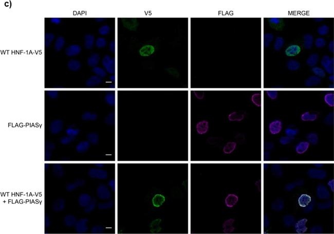 Mouse IgG (H+L) Cross-Adsorbed Secondary Antibody in Immunocytochemistry (ICC/IF)