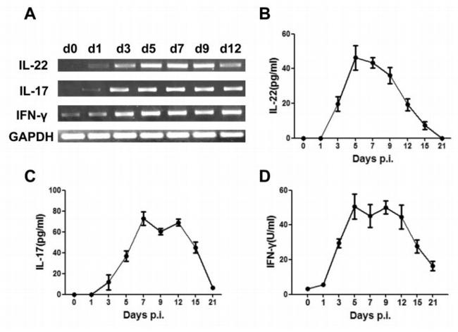 IL-22 Antibody in ELISA (ELISA)