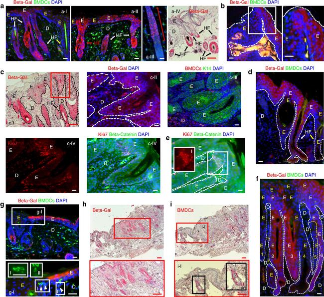 Mouse IgG (H+L) Highly Cross-Adsorbed Secondary Antibody in Immunohistochemistry (Paraffin) (IHC (P))