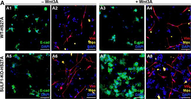 Rabbit IgG (H+L) Highly Cross-Adsorbed Secondary Antibody in Immunohistochemistry (Paraffin) (IHC (P))