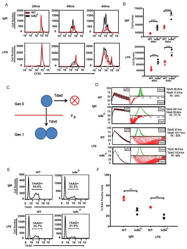 CD45R (B220) Antibody in Flow Cytometry (Flow)