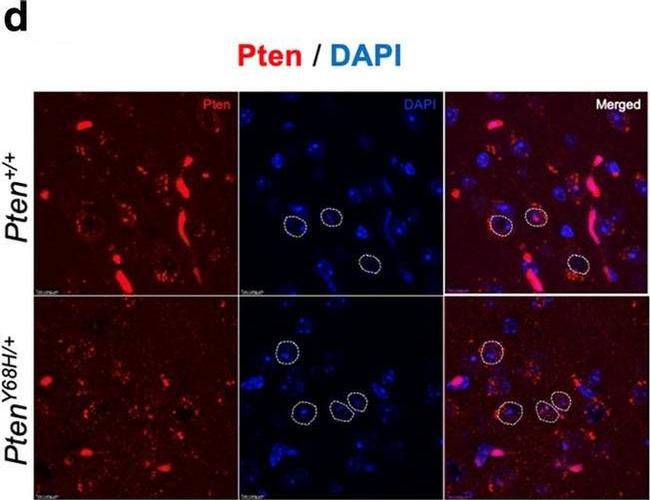 Mouse IgG (H+L) Highly Cross-Adsorbed Secondary Antibody in Immunohistochemistry (Frozen) (IHC (F))