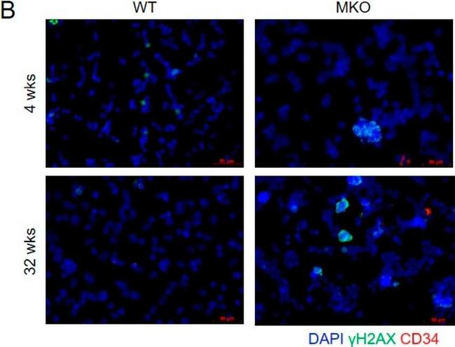 Rabbit IgG (H+L) Highly Cross-Adsorbed Secondary Antibody in Immunocytochemistry (ICC/IF)