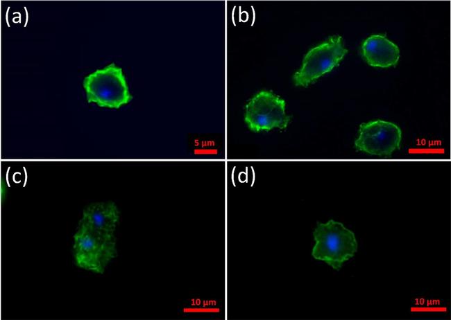 Rabbit IgG (H+L) Highly Cross-Adsorbed Secondary Antibody in Immunocytochemistry (ICC/IF)