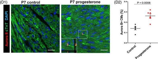 Mouse IgG (H+L) Highly Cross-Adsorbed Secondary Antibody in Immunohistochemistry (Paraffin) (IHC (P))