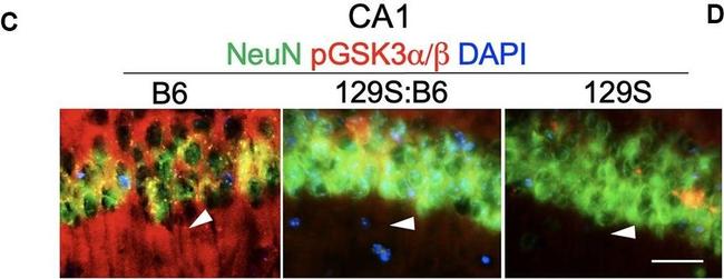 Rabbit IgG (H+L) Highly Cross-Adsorbed Secondary Antibody in Immunohistochemistry (PFA fixed) (IHC (PFA))