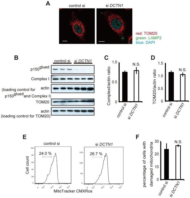 NDUFA9 Antibody in Western Blot (WB)