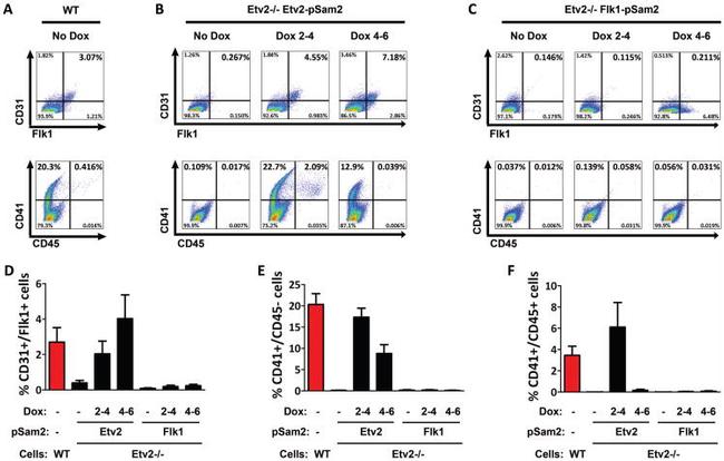 CD31 (PECAM-1) Antibody in Flow Cytometry (Flow)