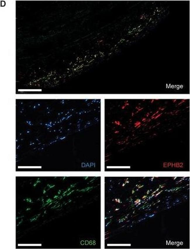 Mouse IgG (H+L) Highly Cross-Adsorbed Secondary Antibody in Immunohistochemistry (Paraffin) (IHC (P))